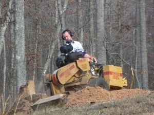 Hubby running the stump grinder and creating a big mess for me to rake out